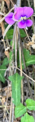 Vigna unguiculata subsp. dekindtiana (Wild cowpea) — photo