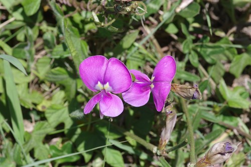 Vigna unguiculata subsp. dekindtiana