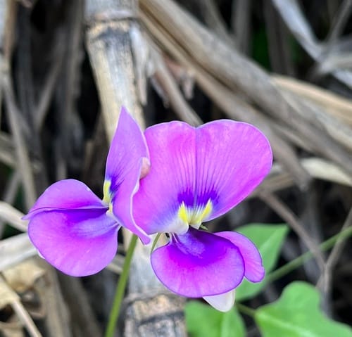 Vigna unguiculata subsp. dekindtiana (Wild cowpea) — photo