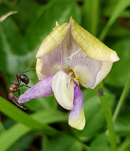 Vigna vexillata