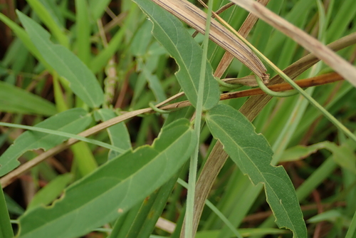Vigna vexillata (Wild cowpea) — photo