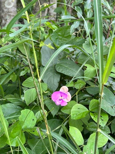Vigna vexillata var. angustifolia (Wild cowpea) — photo