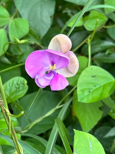 Vigna vexillata var. angustifolia