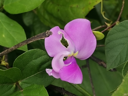 Vigna vexillata (Wild cowpea) — photo