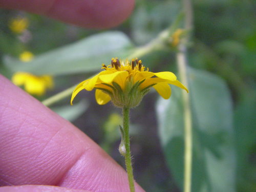 Viguiera dentata — photo