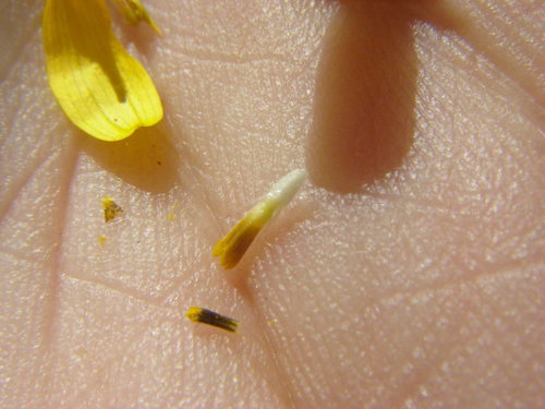 Viguiera dentata — photo