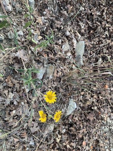 Viguiera multiflora (Nevada Showy False Goldeneye) — photo