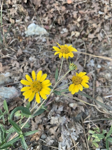 Viguiera multiflora