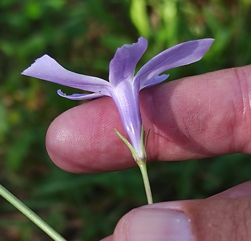 Vinca difformis — photo
