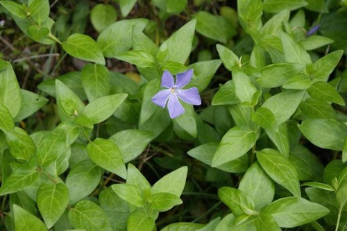 Vinca difformis — photo