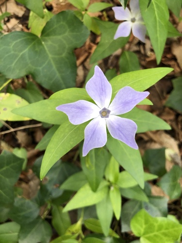 Vinca difformis