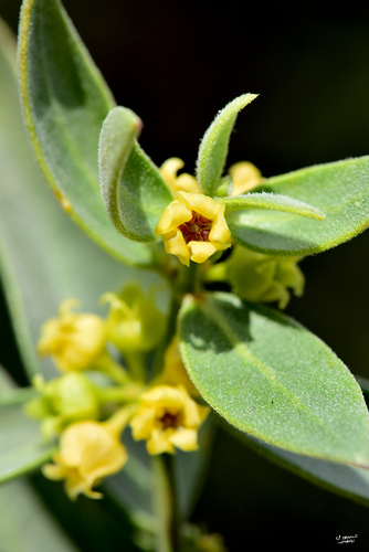 Vincetoxicum canescens