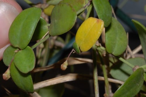 Vincetoxicum cernuum — photo