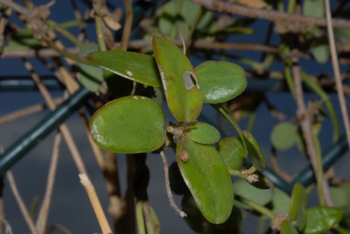 Vincetoxicum cernuum