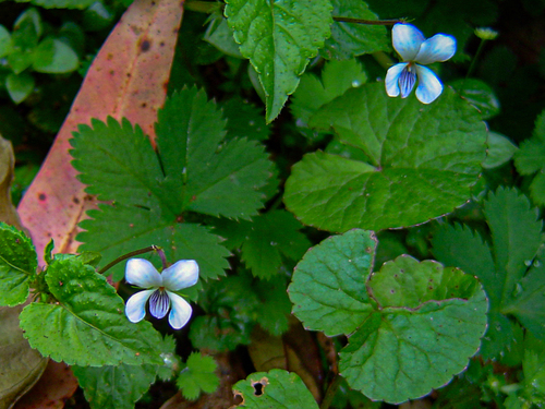 Viola abyssinica — photo