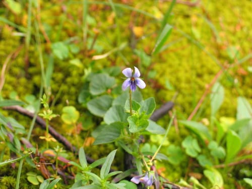 Viola abyssinica — photo