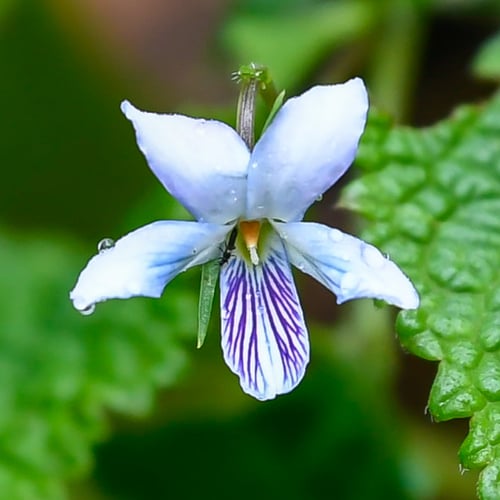 Viola abyssinica