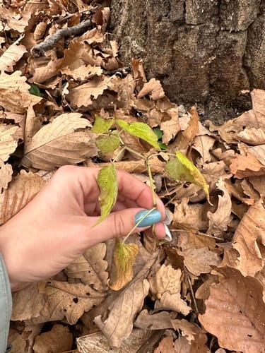 Viola acuminata (Chicken leg violet) — photo