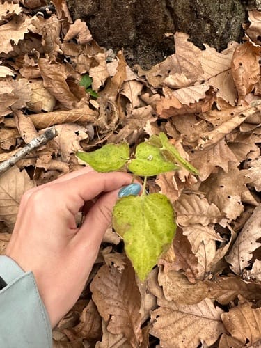 Viola acuminata (Chicken leg violet) — photo
