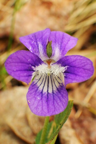 Viola adunca (Western dog violet) — photo