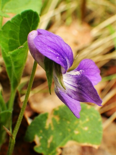 Viola adunca (Western dog violet) — photo