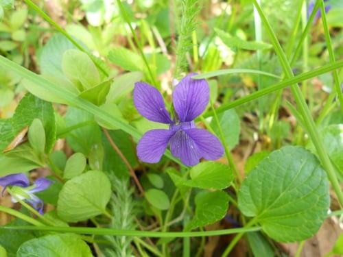 Viola adunca