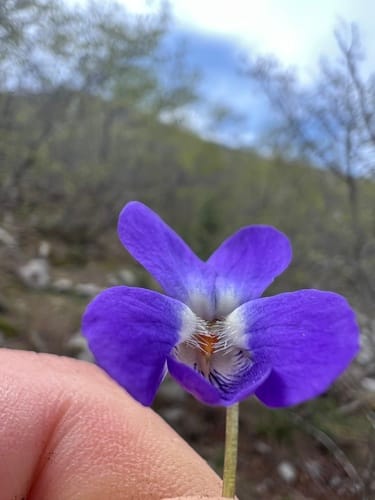 Viola alba (Parma violet) — photo