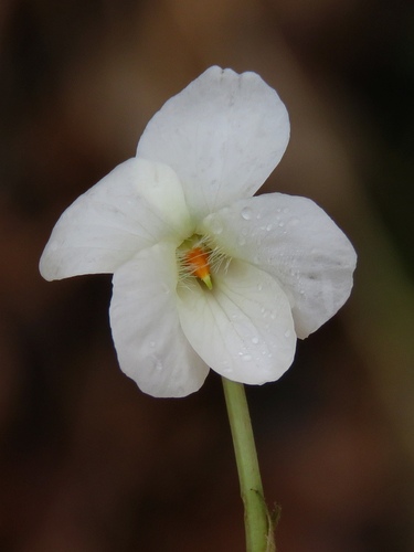 Viola alba