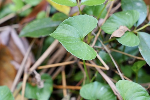 Viola arcuata — photo