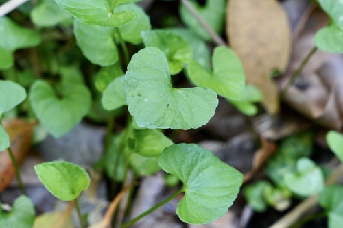 Viola arcuata