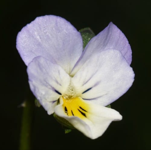 Viola arvensis (Field pansy) — photo