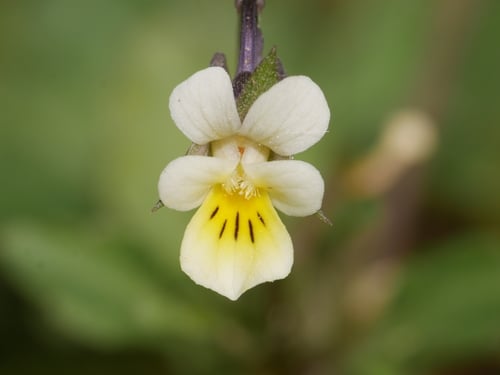 Viola arvensis