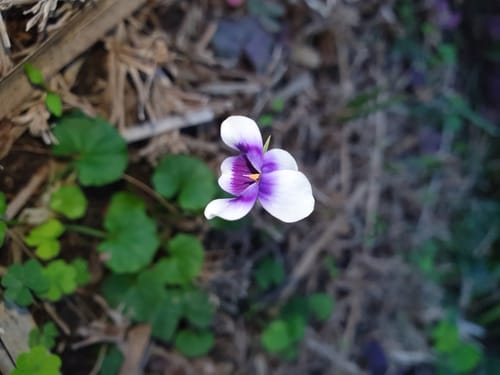 Viola banksii (Ivy-leaf violet) — photo