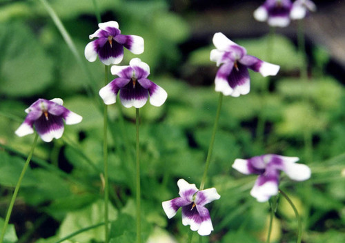 Viola banksii