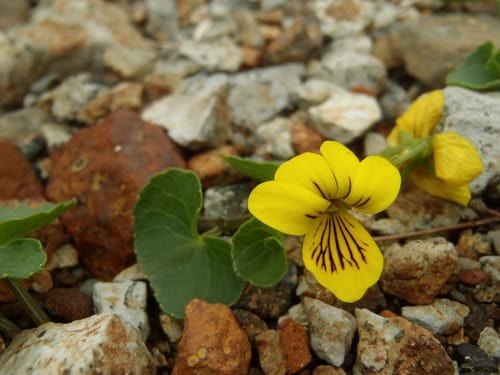 Viola biflora (Twoflower violet) — photo