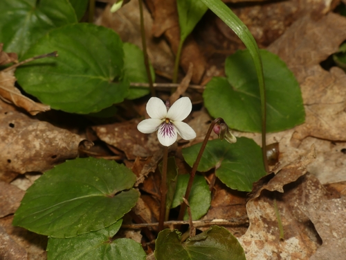 Viola blanda (Sweet white violet) — photo