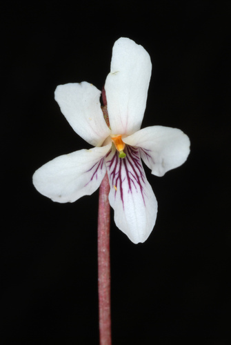 Viola blanda (Sweet white violet) — photo