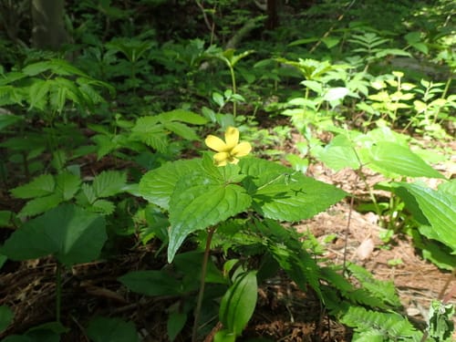 Viola brevistipulata — photo