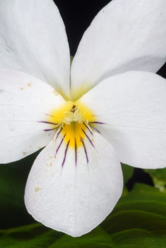 Viola canadensis