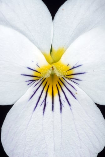 Viola canadensis var. rugulosa