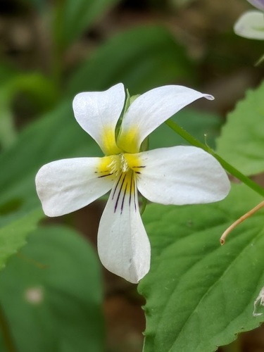 Viola canadensis var. rugulosa (Canada violet) — photo