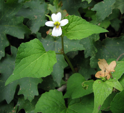Viola canadensis (Canada white violet) — photo