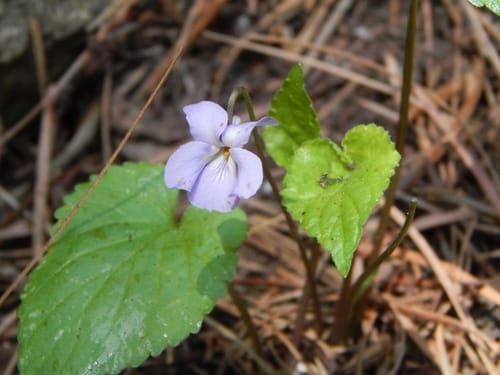 Viola canescens (Himalayan white violet) — photo