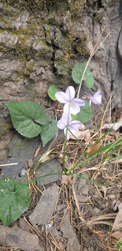 Viola canescens