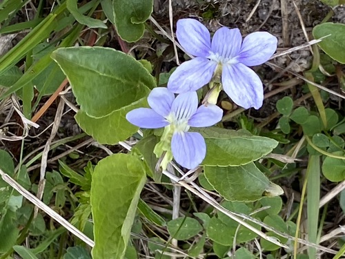 Viola canina (Dog violet) — photo