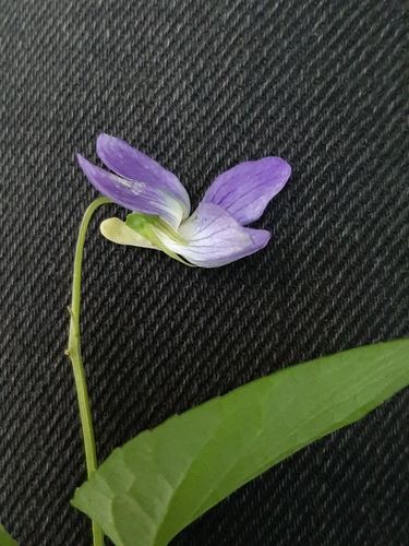 Viola canina (Dog violet) — photo