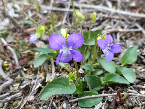 Viola canina