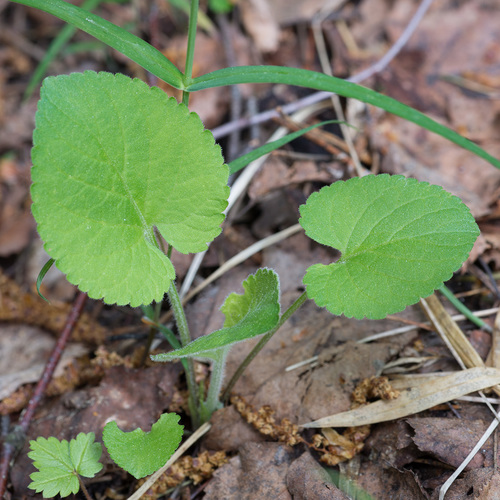 Viola collina (Hairy fruit) — photo