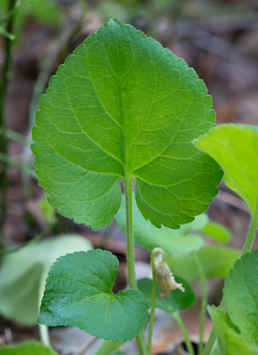 Viola collina (Hairy fruit) — photo