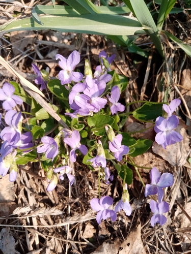 Viola collina
